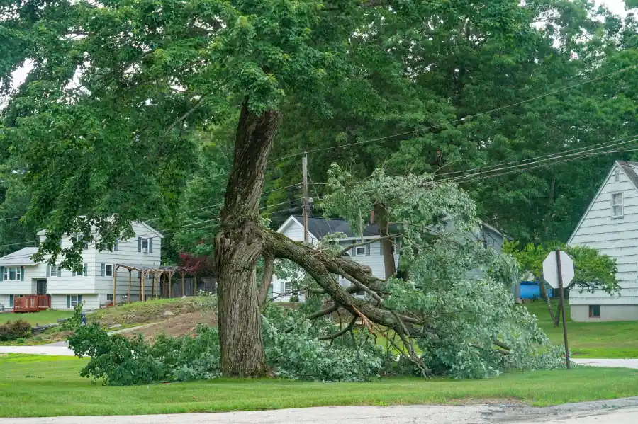 Tree Removal